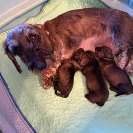 Boy 2 - Wild boar male Dachshund puppy in Marinette/Green Bay, Wisconsin from Incahoots Smooth and Wirehaired Dachshunds