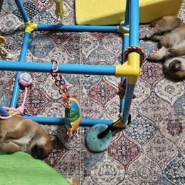 Shiba Inu Puppies from Tanitaki Shibas