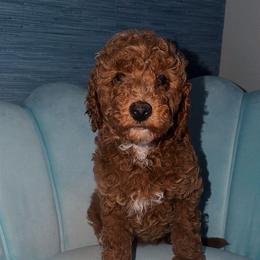 Roxi - Apricot female Goldendoodle puppy in Springfield, Tennessee from BK3 Miniature Goldendoodles