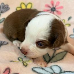 Ginger - Red tri female Miniature Australian Shepherd puppy in Ringgold, Louisiana from Barrett's Buddies