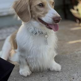 Cooper - Dachshund