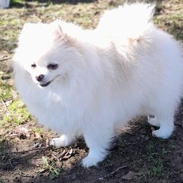 Lady - Pomeranian