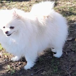 Lady - Pomeranian