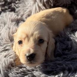 Tater - Cream male Dachshund puppy in Sebring, Florida from Mini Weenies