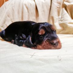 Girl 1 - Black and tan female Gordon Setter puppy in Milton, Florida from Katherine's Golden Retrievers, Gordon Setters, and English Setters
