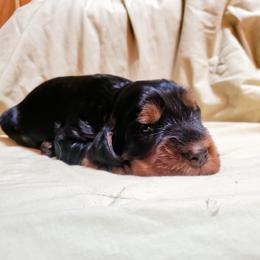 Girl 1 - Black and tan female Gordon Setter puppy in Milton, Florida from Katherine's Golden Retrievers, Gordon Setters, and English Setters