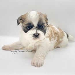 Brindle and White Female - Mint Collar - Brindle and white female Shih Tzu puppy in Crawfordsville, Indiana from Swaying Sycamore Farm