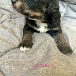 Lexus - Phantom female Bernedoodle puppy in Urbandale, Iowa from Bernedoodlesbest