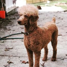 Ro - Poodle