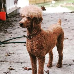 Ro - Poodle