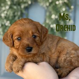 Ms. Orchid - Red female Cavapoo puppy in Sacramento, California from Dandy Doodles Goldendoodles