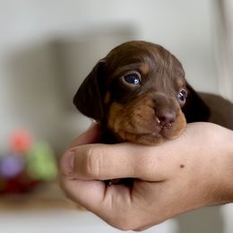 Mocha - Chocolate and tan Dachshund puppy in Fitzgerald, Georgia from Brooke Haven Dachshunds
