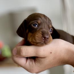 Mocha - Chocolate and tan Dachshund puppy in Fitzgerald, Georgia from Brooke Haven Dachshunds