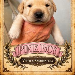 Yellow Boy - Yellow male Labrador Retriever puppy in Bend, Oregon from Stirpe Corleone Labradors