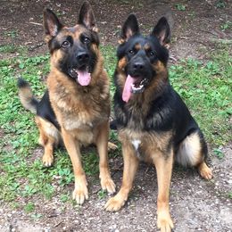 German Shepherds from TTS German Shepherds