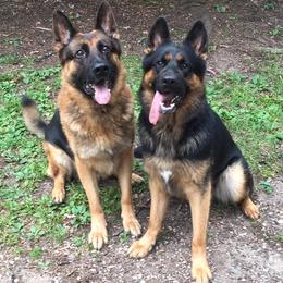 German Shepherds from TTS German Shepherds