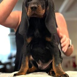Black and Tan Coonhound Puppies from Classic Coonhounds