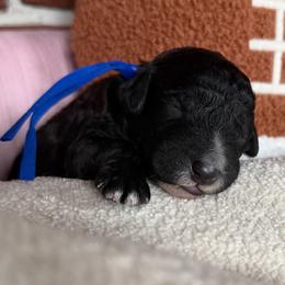 Bear (Blue Collar) - Black male Goldendoodle puppy in Toledo, Ohio from Avery Doodle Day LLC