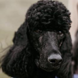 Echo - Poodle