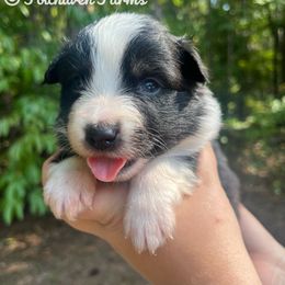 Australian Shepherd Puppies from Foxhaven Farm’s Aussies