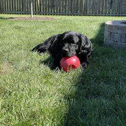 Labrador Retriever All Grown Up from Trouvae Labradors