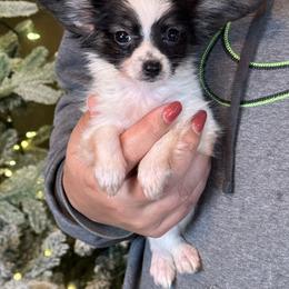 Holly - White black and tan female Papillon puppy in Boardman, Ohio from Taliaferro Kennel