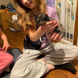 DAISY CKC REGISTERED FULL RIGHTS - Dapple female Dachshund puppy in Elizabethtown, Kentucky from Teeny Tiny Puppy Tails