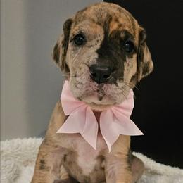 Light pink collar - Merle female Great Dane puppy in Warren, Ohio from Loyal-Loves Great Danes