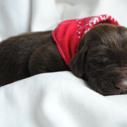 Labrador Retriever Puppies from Post Family Retrievers