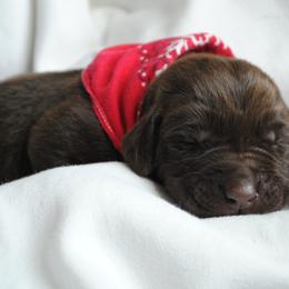 Labrador Retriever Puppies from Post Family Retrievers