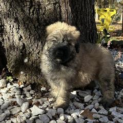 Bouvier des Flandres from Noble Bouviers
