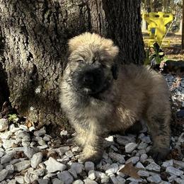 Bouvier des Flandres from Noble Bouviers