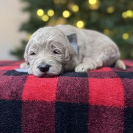 Ellie's Gray Collar Male - Cream male Goldendoodle puppy in Piedmont, South Carolina from The Farm at Saluda Ridge