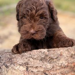 Cheyenne - Chocolate female Goldendoodle puppy in Zeeland, Michigan from Dandelion Lane Doodles