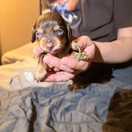 Male 1 (green collar) - Chocolate male Dachshund puppy in Modesto, California from Once Upon a Mini Dachshund