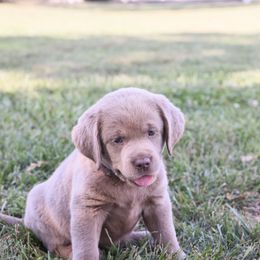 Dilute Retriever, Golden Retriever, and Labrador Retriever Puppies from Grimm Girls Farm