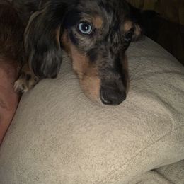 Dachshund Puppies from Shelly Jo’s Dachshunds