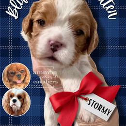 Stormy - Blenheim female Cavalier King Charles Spaniel puppy in Ammon, Idaho from Ammon Acres Cavaliers