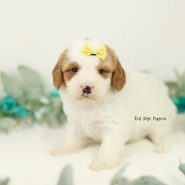 Sage (Yellow Collar Girl) - Blenheim female Cavapoo puppy in Republic, Missouri from Red Skye Puppies