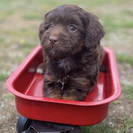 Aussiedoodle, Double Doodle, Goldendoodle, and Labradoodle Puppies from Doodle Paw Ranch