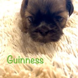 Guinness - Red male Shih Tzu puppy in Vernon, New Jersey from Calta’s Cute Shih Tzu