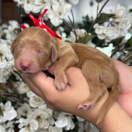 Precious - Red  female Goldendoodle puppy in Yuciapa, California from AlltheDoodlez_