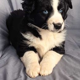 Lil Izzie - Black & white Miniature Australian Shepherd puppy in Yucca Valley, California from Pedroza Farm