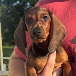 Red Boy 1 - Red male Dachshund puppy in Hickory, Kentucky from NanoDachs