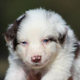 Passion - Red merle female Australian Shepherd puppy in Springville, Alabama from Cross Creek Aussies