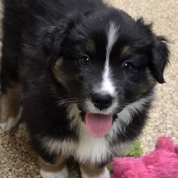Sully - Black tri-color male Australian Shepherd puppy in Ruffin, North Carolina from Ramblin Ridge Australian Shepherds