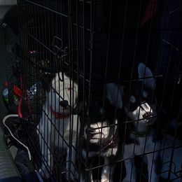 Companion Cross and Siberian Husky Puppies from High Mountain Crosses