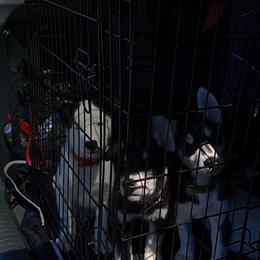 Companion Cross and Siberian Husky Puppies from High Mountain Crosses