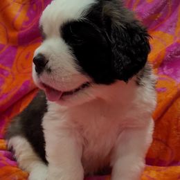 Girl 2 - Saint Bernard puppy in Brandon, South Dakota from Split Rock Saints