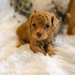 Noah - Apricot male Havapoo puppy in Marquand, Missouri from Perfectly Playful Doodles